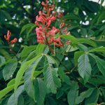 Aesculus mutabilis 'Penduliflora'