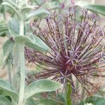 Allium christophii