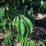 Alnus glutinosa 'Aurea'