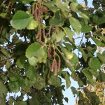 Alnus inc. 'Aurea'