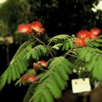 Albizia julibr. 'Boubri'