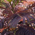Albizia julibr. 'Summer Chocolate'