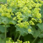 Alchemilla mollis