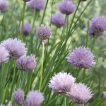 Allium schoenoprasum