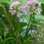 Allium senescens