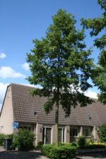 Alnus spaethii 'Spaeth' – Image 2