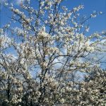 Amelanchier laevis 'Snowflakes'