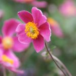 Anemone hup. 'Splendens'