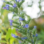 Anchusa officinalis