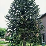 Araucaria araucana