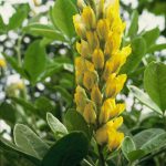Argyrocytisus battandieri