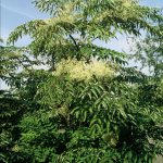 Aralia elata