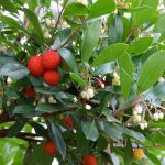 Arbutus unedo