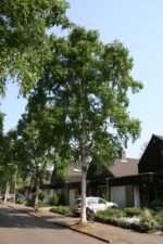 Betula ermanii 'Holland' - Image 2