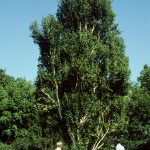 Betula p. 'Fastigiata'