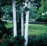 Betula utilis 'Doorenbos' - Afbeelding 2