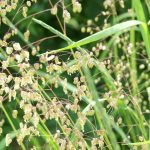 Broussonetia papyrifera