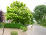 Catalpa bignonioides 'Aurea'