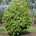 Carpinus bet. 'Columnaris'
