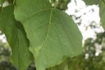 Catalpa bignonioides - Afbeelding 5