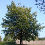 Carpinus bet. 'Purpurea'
