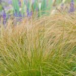 Carex comans 'Bronze Form'