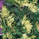 Calocedrus dec. 'Aureovariegata'