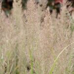 Calamagrostis brachytricha