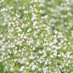 Calamintha n. nepeta