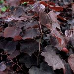 Cercis can. 'Forest Pansy'