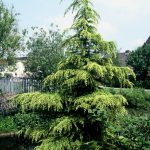 Cedrus deod. 'Aurea'