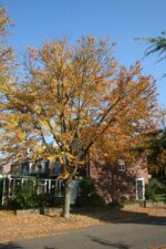 Cercidiphyllum japonicum – Image 3