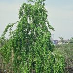 Cercidiphyllum j. 'Pendulum'