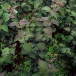 Cercidiphyllum j. 'Rotfuchs'