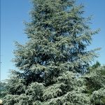 Cedrus libani 'Glauca'