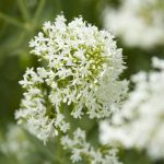 Centranthus ruber 'Albus'