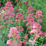 Centranthus ruber 'Coccineus'