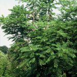 Celtis sinensis
