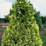 Chamaecyparis l. 'Ivonne'