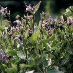 Clematis integrifolia