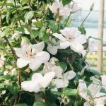 Clematis 'Henryi'