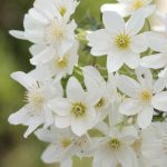 Clematis 'Joe'