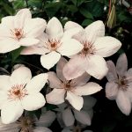 Clematis 'Jan Pawel II'