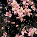 Clematis 'Mayleen'