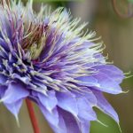 Clematis 'Multi Blue'