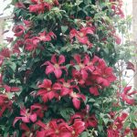 Clematis 'Madame Julia Correvon'