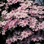 Clematis 'Nelly Moser'