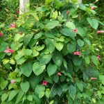 Clematis 'Princess Diana'