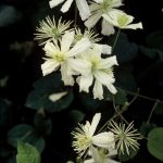 Clematis 'Paul Farges'