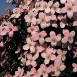 Clematis 'Pink Perfection'